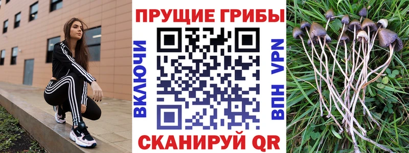 площадка состав наркошоп Качканар Псилоцибиновые грибы мицелий